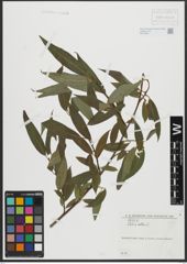 Foto von Salix alba L.